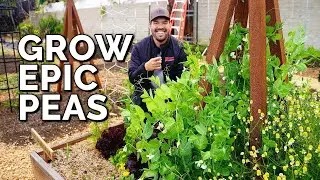 How to Grow Peas (From Seed to Harvest) 🫛