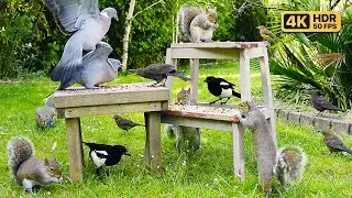 [NO ADS] Cat TV for Cats to Watch 🕊 Squirrels & Birds Squabble Over Food 😹 Videos for Cats ~ 4K HDR