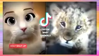 ✅TikTok Baby Animals - Beautiful Puppies 💗