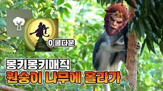 [도타2 원숭이 왕] 원숭이 나무에 올라가