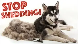 3 Tips To STOP Husky Shedding Forever!