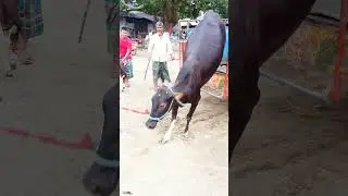 big big cow tiktok