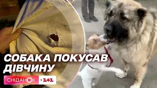 😱 У Дніпрі дівчину покусав велетенський пес: деталі інциденту