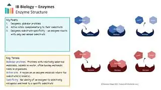 Enzymes [IB Biology SL/HL]