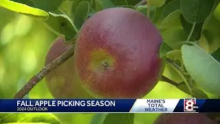 Apple Picking Season off to a great start