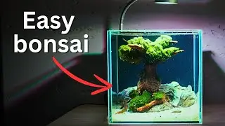 Easy and simple Bonsai Tree Nano Shrimp Tank? Step by step guide for beginners!