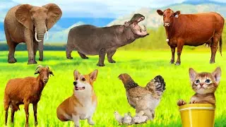 Beautiful Animal Moments: Elephant, Cow, Rabbit, Dog, Cat, Chicken, Goat - Animal Sounds