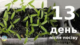 6 квітня. 13 день після посіву насіння. Розсада томатів