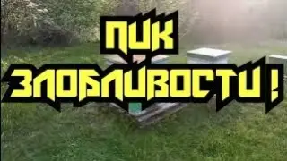Работа со среднерусской пчелой(Фильм 4)!!!Выбираем лучший маточник!#пчёлы #пчеловодство #пасека