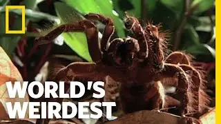 Worlds Biggest Spider | Worlds Weirdest