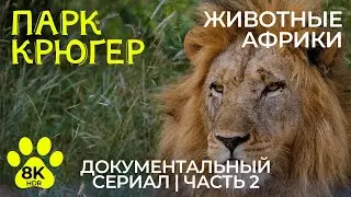 Дикая природа Африки – Эпизод 2 | 8K HDR Документальный фильм о животных Парка Крюгер (с музыкой)