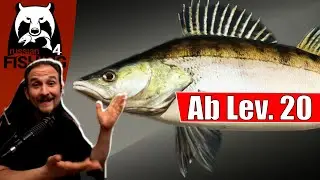 Russian Fishing 4 - Wolchow - Zander am Wolchow
