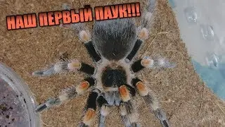 НАШ ПЕРВЫЙ ПАУК / ПОКУПКИ С РЕПТИЛИУМА 2019 / ПАУК-ПТИЦЕЕД BRACHYPELMA SMITHI / ВАШИ КОММЕНТАРИИ !!!