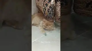 Try Not to Laugh: Cat Edition!