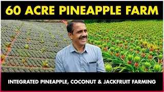 Pineapple Farming | Kakunje Greens Farms | Integrated Pineapple, Coconut and Jackfruit Farming