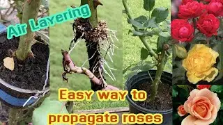 Easy way to propagate roses 🌹🌹  | Air Layering Rose // Lovely Garden