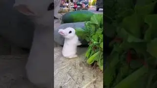 🐖🐇🐼Цікаві тваринки для дітей #тваринидлядітей #звукитварин #funnyanimals