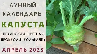 КАПУСТА: лунный посевной календарь АПРЕЛЬ 2023! Когда сеять брокколи, кольраби, цветную и пекинскую