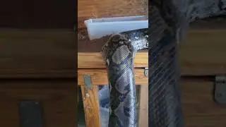 huge reticulated python