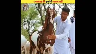 वह कौन Se 4 Janwar Hai Jinki Qurbani Jaiz Nhi है 🤔 #viral #shorts #shorts