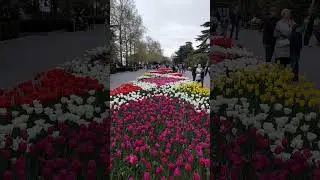 Парад тюльпанов Севастополь Крым #shorts