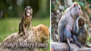 The Hungry Monkey Family || Clever Monkey