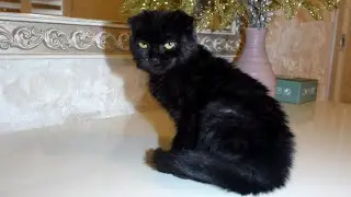 Найденный черный котенок в новом доме  Спустя две недели