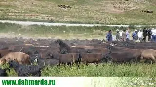 Бонитировка ягнят этого года и осмотр гиссарских овец