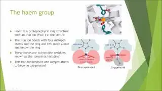 Biochemistry and Cell Biology: Haemoglobin and Myoglobin