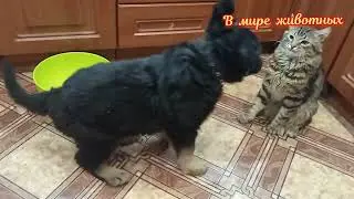 Котенок Кузя не поделил миску с Бароном