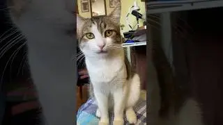 Мой кот умеет говорить #кот