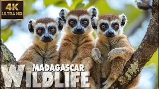 4K Madagascar Wildlife - Incredible Nature of Madagascar - 8 HOURS