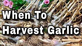 When and How To Harvest Garlic