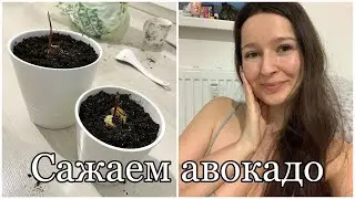 Сажаю дома авокадо! Весь процесс с нуля :)