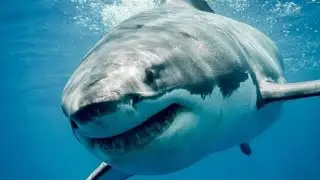 penampakan ikan hiu macan raksasa ! giant tiger shark