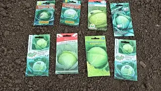 When to sow cabbage for seedlings in a greenhouse. How to sow cabbage in the ground