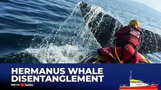 NSRI Hermanus Assists in Disentangling Whale