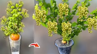 How To Grow Grape Trees From Grape Bunch | Growing Grape Vine at Home | Grape Plant From Seeds