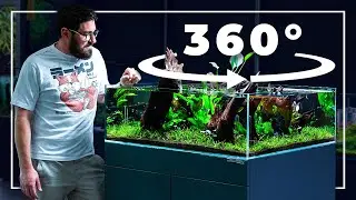 Our NEW Walkaround NATURE Aquarium Left Us Speechless... | Building a Pearl Gourami Paradise