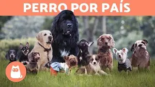 La RAZA de PERRO TÍPICA de CADA PAÍS 🐶🌏