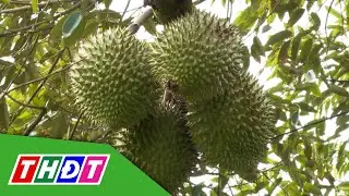 Việt Nam xuất khẩu sầu riêng kỷ lục nhưng nhập khẩu cũng tăng đột biến | THDT