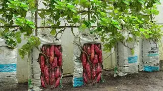 Growing sweet potatoes in soil bags for your family, you will no longer need to buy sweet potatoes