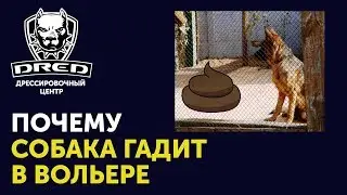Почему собака гадит в вольере или клетке