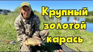 «Крупный золотой карась на поплавок: секреты ловли и лучшие места».