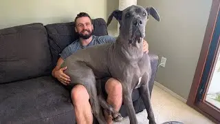 When a Dog in the house BOSS 🤣 Funny dog videos 2024