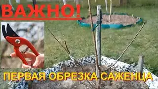 Обрезка саженцев плодовых деревьев (яблоня, груша, слива) после посадки