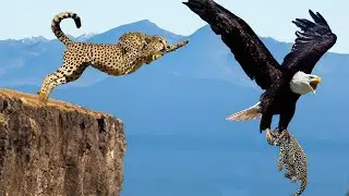 The Eagle Kidnapped The Leopard Cub Right In Front Of The Mother Leopard & TheRevenge Was Fierce