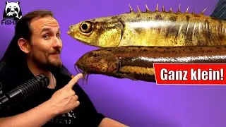 Russian Fishing 4 - Achtuba - Schlammpeitzger und Stichling