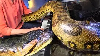 GIANT ANACONDA (Bigger than Piano) Listens to Music on Grand Piano!