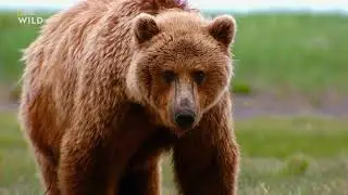 Nat Geo Wild: Планета хищников. Идеальные убийцы